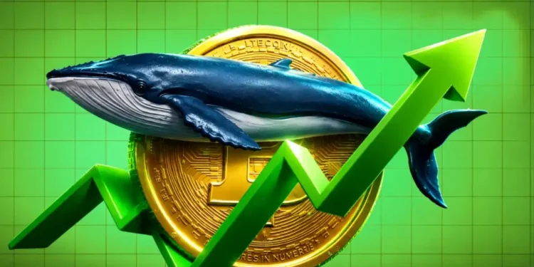 Is Bitcoin Price Approaching Its Final Capitulation? Here’s What Whale Data Suggests